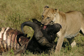 Wildlife Photos of Lionesses with an Cape Buffalo kill at Botswana 