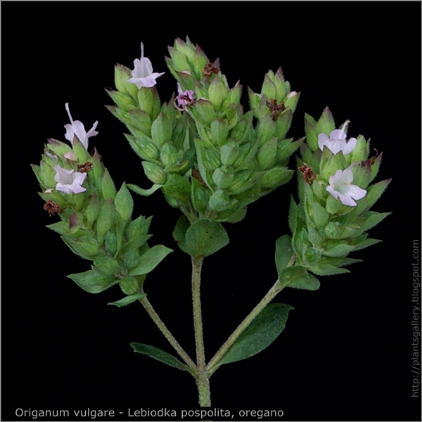 Origanum vulgare immature fruit - Lebiodka pospolita, oregano niedojrzałe owoce
