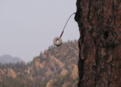 glass line holder on a tree