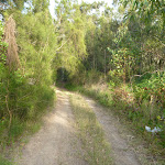 Trail though forest on the spit in Belmont Lagoon (390329)