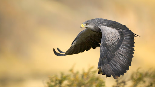 Black-Chested Buzzard Eagle, Argentina.jpg