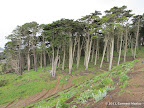 Intersection of Park Trail and Lobos Creek Valley Trail