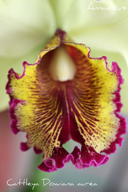 Cattleya Dowiana Aurea IMG_2486