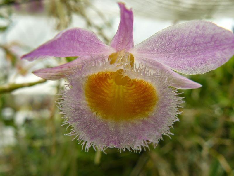 Dendrobium loddigesii P1040274
