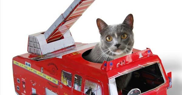 Купить машинку для кошек. Пожарная машина кошка. Машинка для кошек. Кот в автомобиле. Кошка в игрушечной машинке.