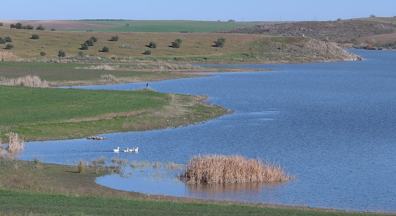 Ruta Ornitológica Invernal por la Campiña Sur de Extremadura, Animales-España (3)