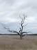 Dead tree on Snape marshes
