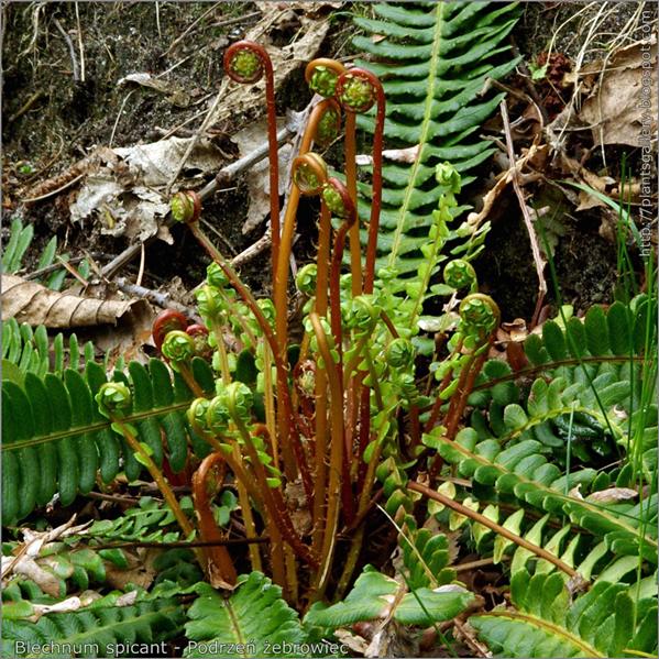 Blechnum spicant - Podrzeń żebrowiec wiosenny pokrój