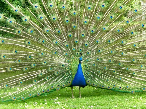 Dangerous of Wild Animals: Peacock