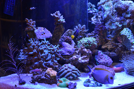 Tropical Fish Store «Tropical Pet Oasis», reviews and photos, 10218 Progress Ln, Parker, CO 80134, USA