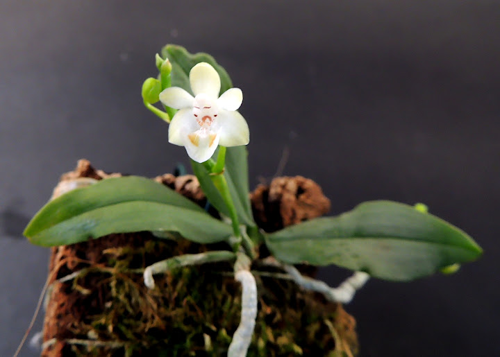 Phalaenopsis thailandica DSCN0278