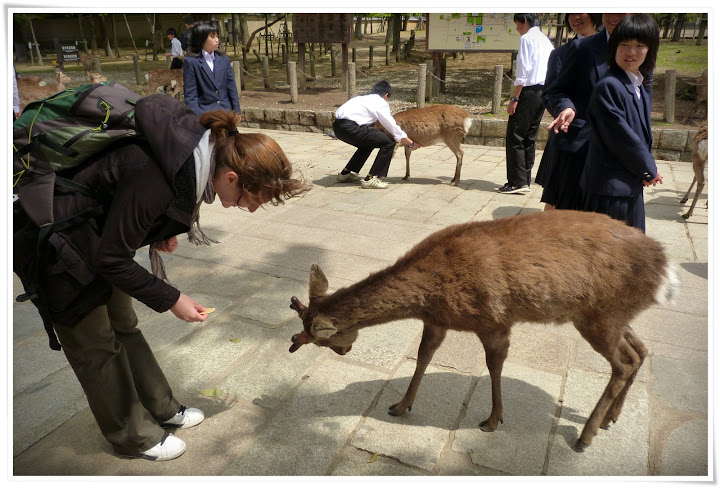 Nara: (más) ciervos sagrados y 10 minutos de fama - Japón es mucho más que Tokyo (4)
