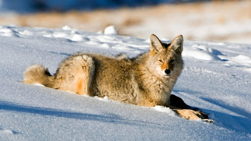 Coyote, Lamar Valley, Yellowstone National Park.jpg