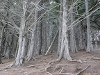 Trees at Kirby Cove