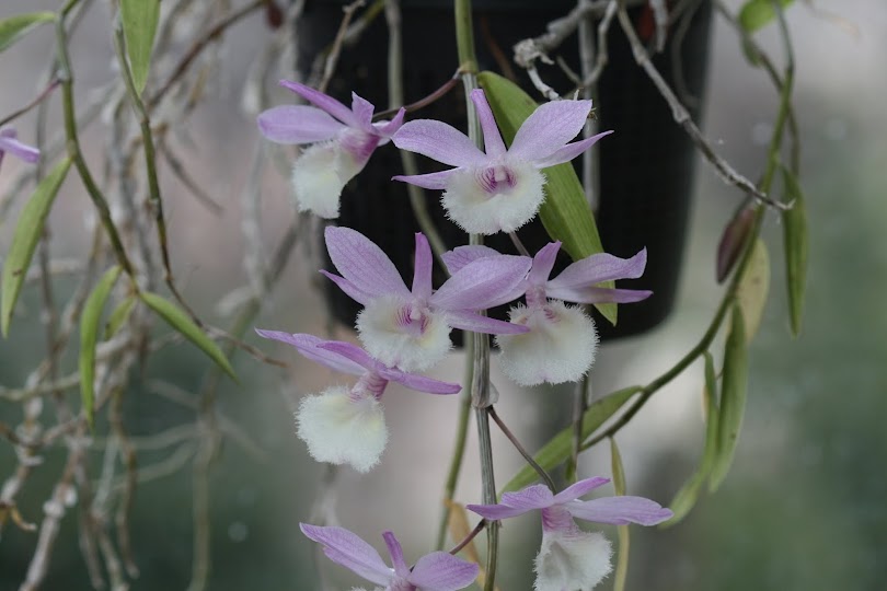 Dendrobium aphyllum ou pierardii IMG_1324