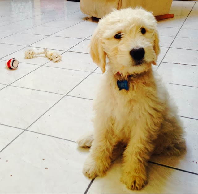 curing dog pica behavior curing dog pica behavior
