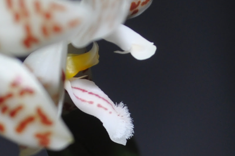 Phalaenopsis sumatrana CSC_0045