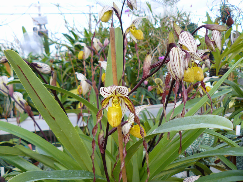 Paphiopedilum philippinense P1050058