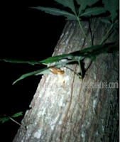 cicada leaving shell