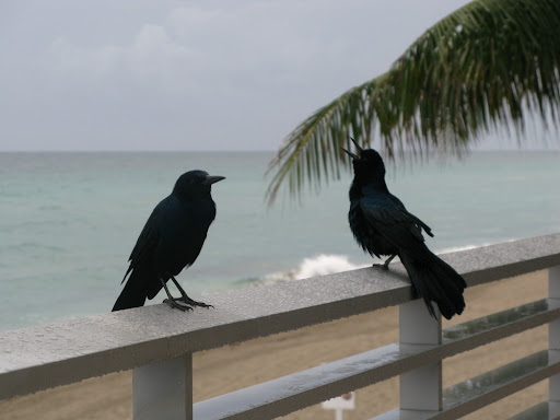 Tco11 As Seen By A Blogger P 1 Codeforces