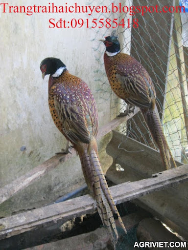 Bán chim trĩ đỏ tại Quảng Ngãi Agriviet.Com-chim_tri_quang_ngai_4