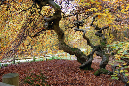Forêt Domaniale de Verzy