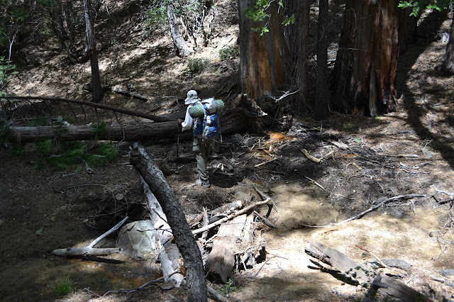 spring water at the roots of cedar trees