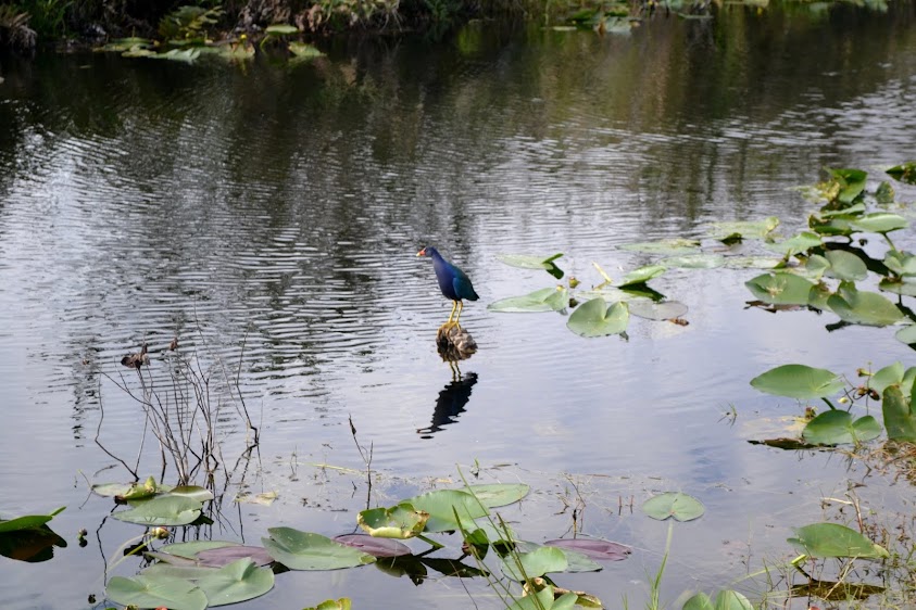 Национальный парк Эверглейдс, Флорида (Everglades National Park, FL)