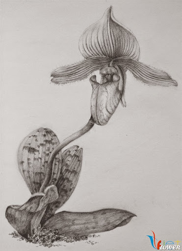 Những Hình Vẽ Hoa Lan Bằng Bút Chì Đẹp Nhất – Orchis Pencil