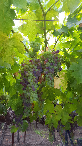 Kelham Vineyards
