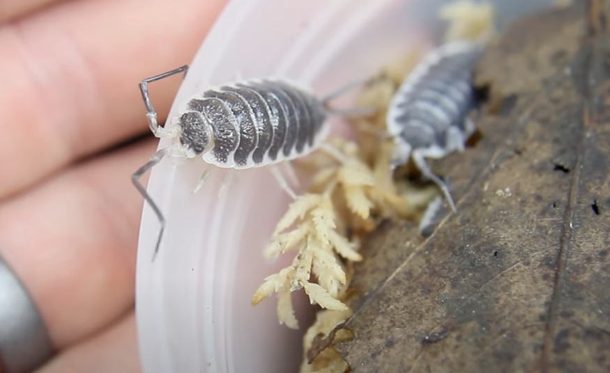 Porcellio hoffmannseggi isopod