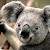 Koala Gunso