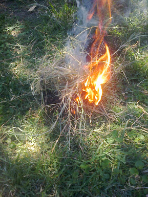 Identificación de la madera podrida en reemplazo del algodón. Foto0125