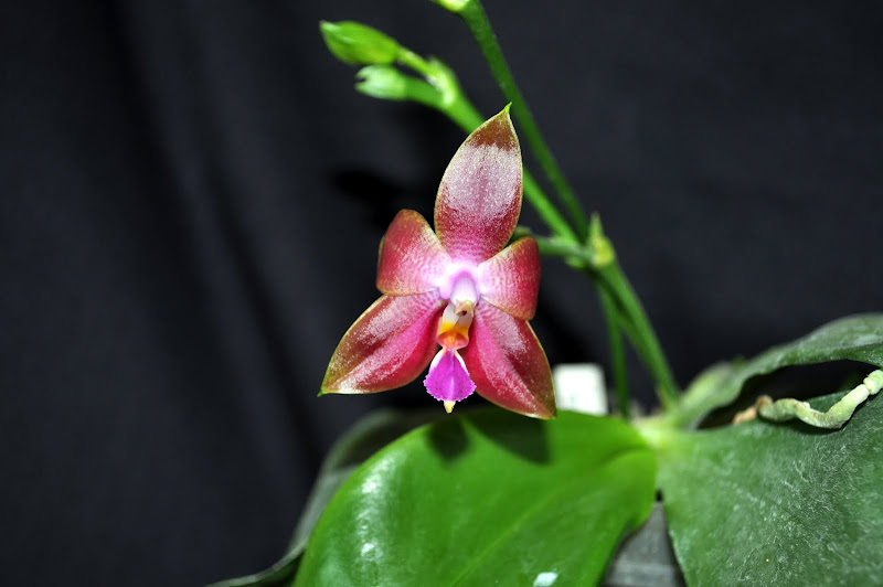 Phalaenopsis Penang Girl DSC_0005