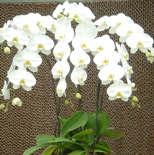 Oriental Orchids Ltd.