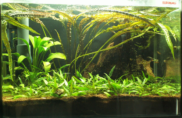 Aquariums plantés Aquarium+35+litres+n+2+20+03+2013