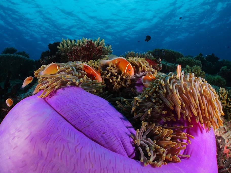 111104%252520Palau50.JPG