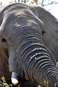 Wildlife Photos of Elephant