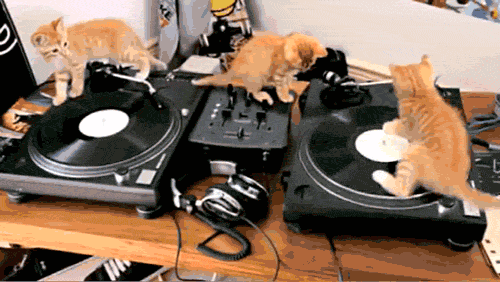 Three ginger kittens ensuring next generation of DJs