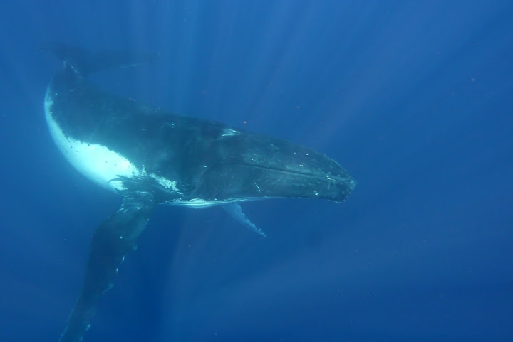 Vava’u: playa, tranquilidad y ballenas - Tonga, el último reino del Pacífico (27)