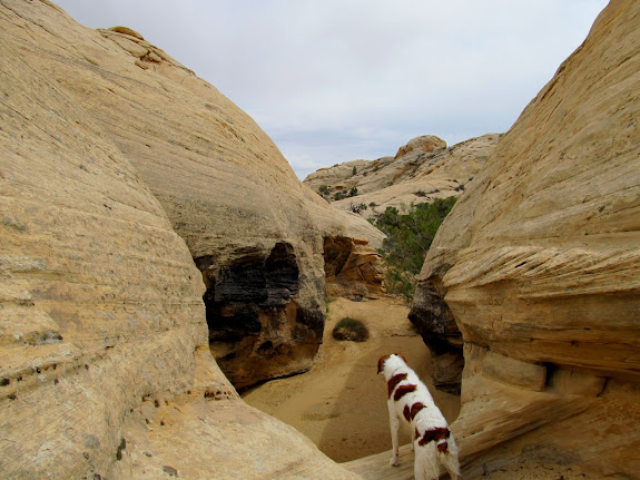 Torrey above a big dryfall