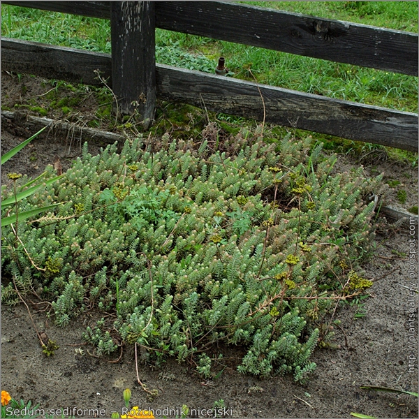 Sedum sediforme habit – Rozchodnik nicejski pokrój