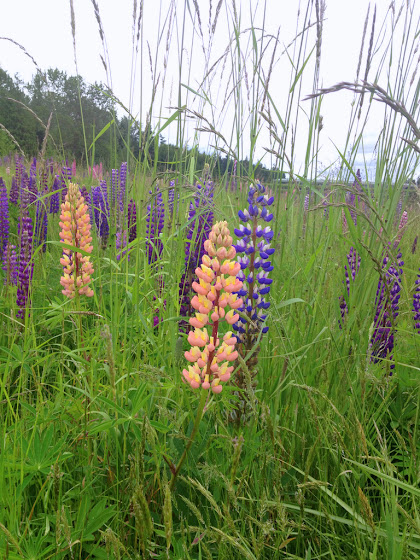 Lupines in bloom May 31, 2013 at Weyerhaeuser HQ campus in Federal Way, Washington.