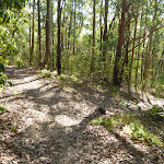 Track deep within the inland of Green Point Reserve (403729)