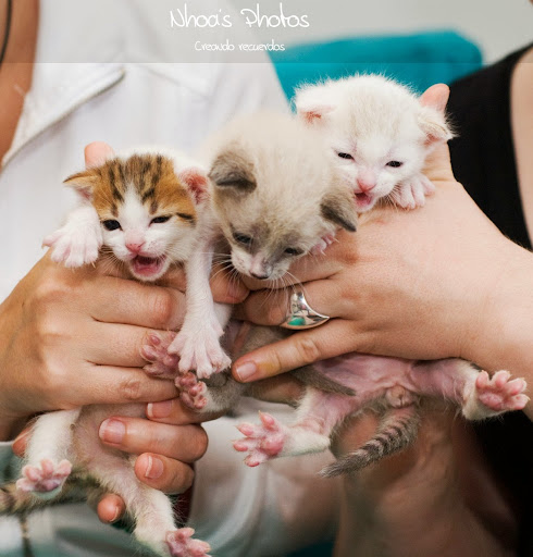 MILK - Frodo,Milk y Sendoa, gatos de 15 días encontrados en basura. ¡ADOPTADOS! 