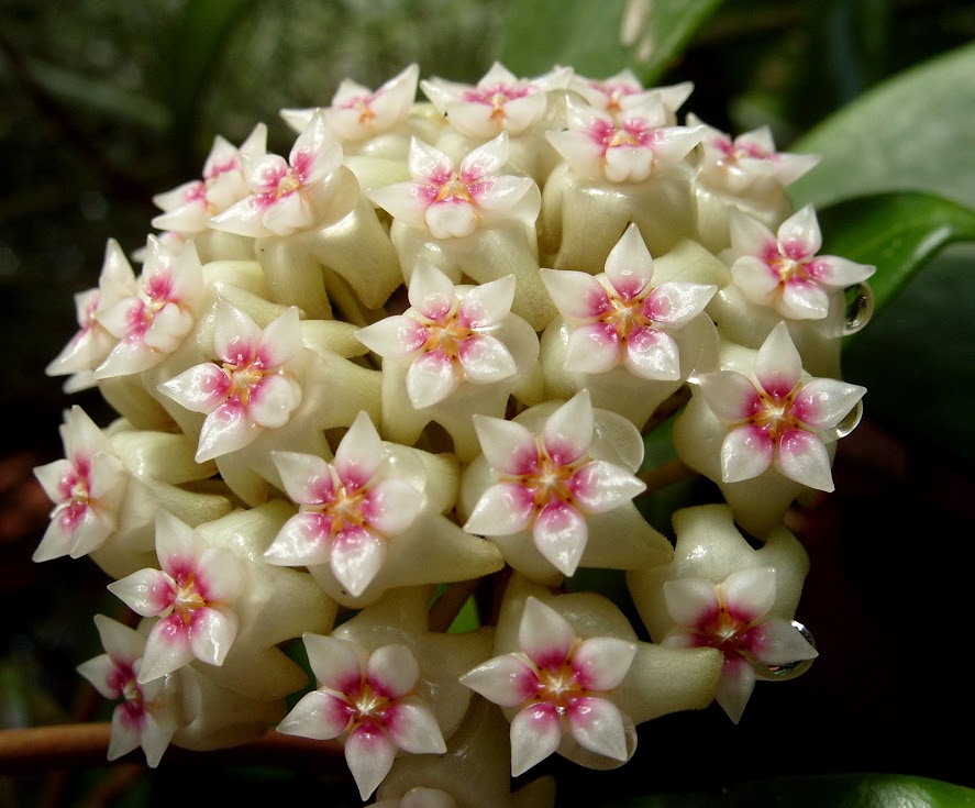 Hoya Pachyclada S1051179