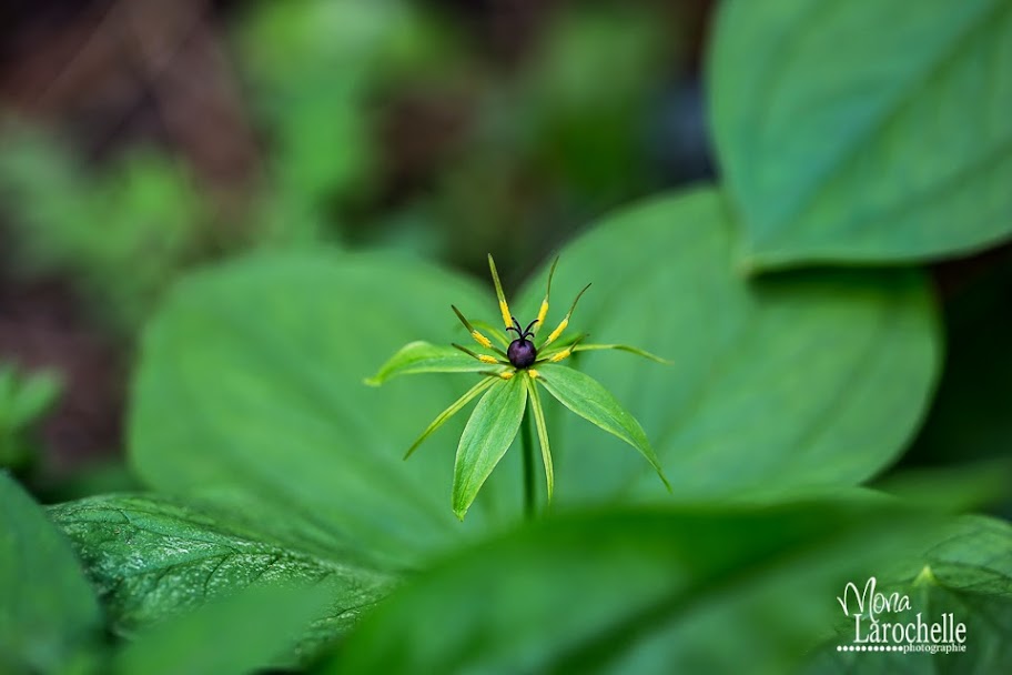 Paris quadrifolia Paris-quadrifolia-140602-42rm