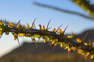 В поисках лета по юго западу США, или кактусы, красные скалы, города привидений (закончен)