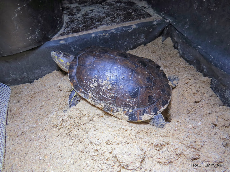 mes tortues (BK) - Page 12 IMG_4466