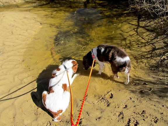 Torrey and Boulder drinking from a pool